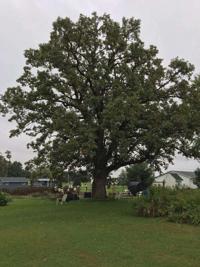 Plant a tree today — for the baby birds | Environmental News, Nature ...