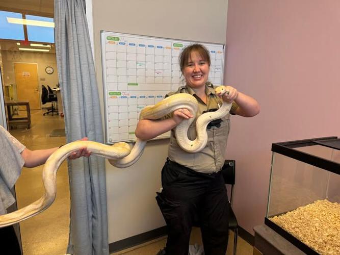 9ft Python 9-foot python found in Cedar Rapids gets new home in Illinois | News ...