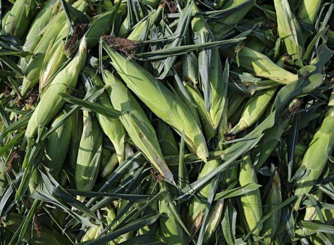 Photos: The St. Jude Sweet Corn Festival in Cedar Rapids | Local ...