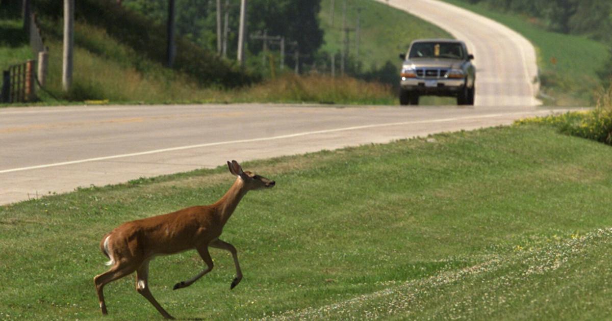 Deer Rise DNR anticipates ‘significant rise’ in fatal deer disease as hunting ...