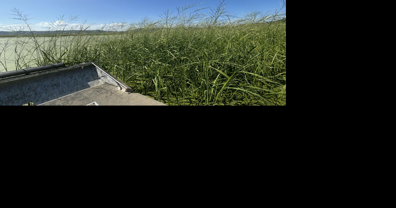 Wild rice booming again on the Upper Mississippi River | Agriculture ...