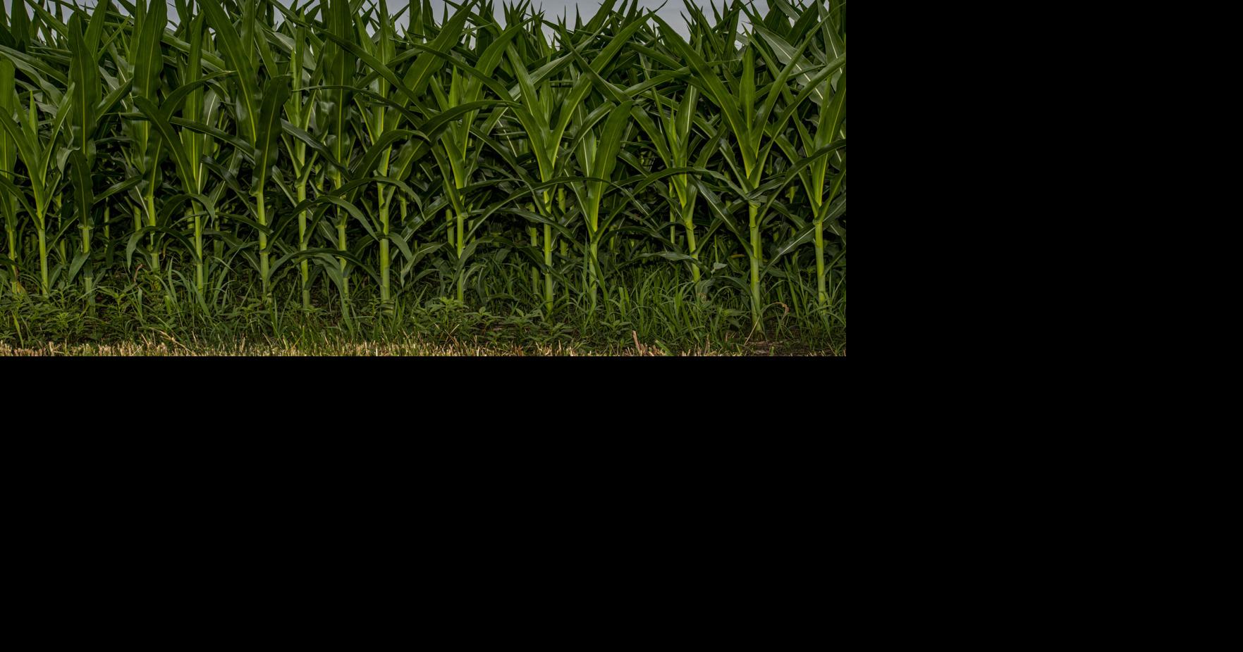Iowa corn yield growth likely to slow by 2030 without urgent focus on ...