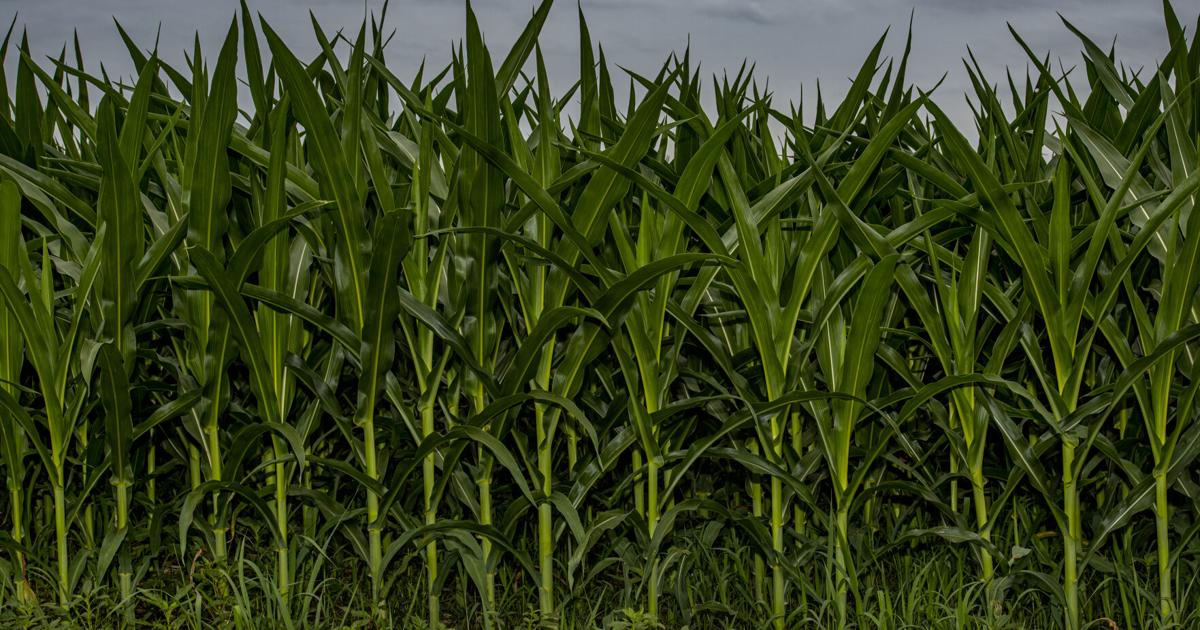 Iowa corn yield growth likely to slow by 2030 without urgent focus on ...