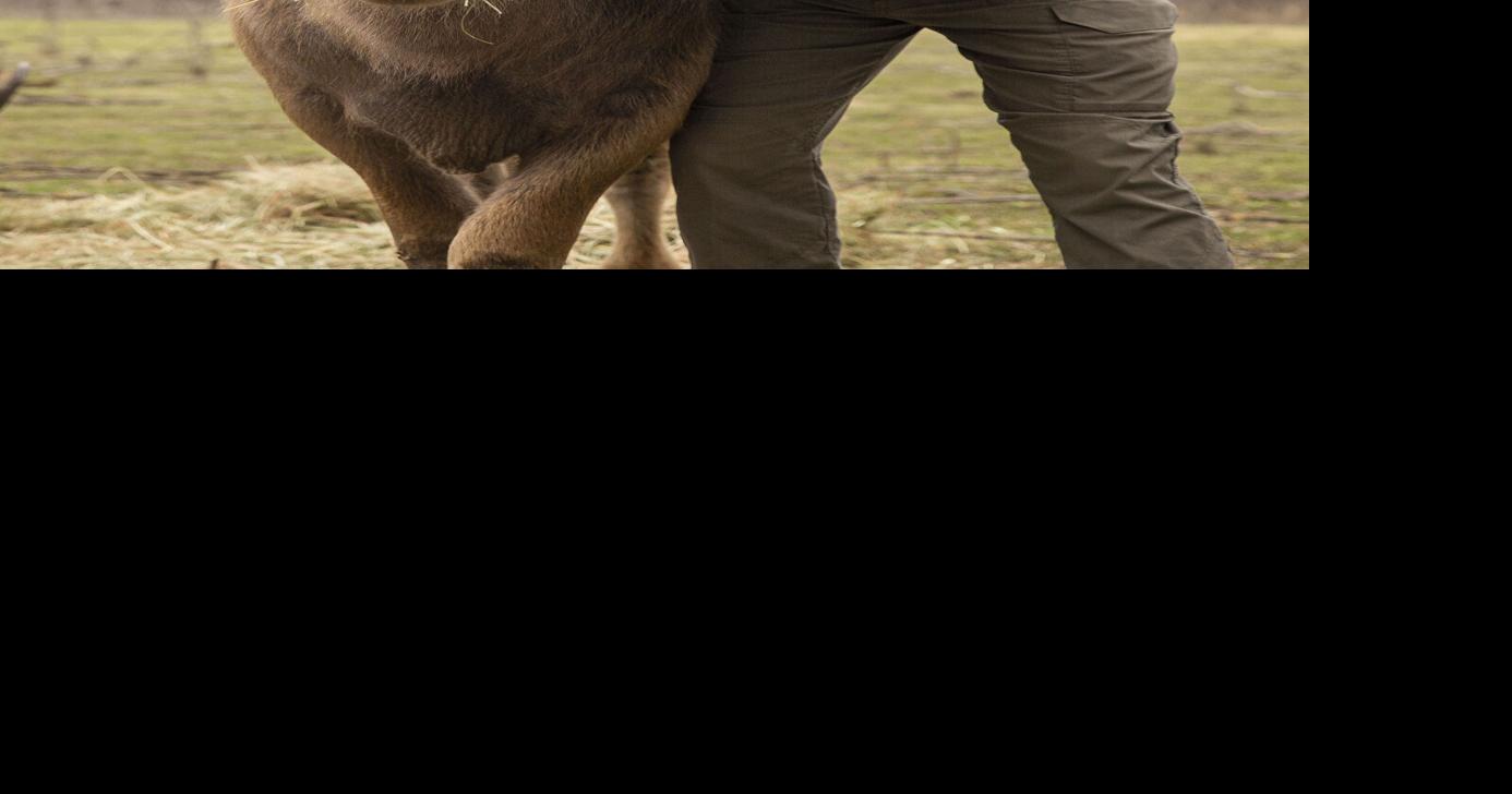 Iowa’s first farm animal sanctuary in Oxford celebrates growth ...
