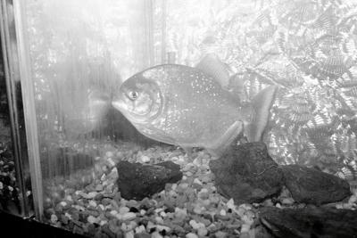 Time Machine: Piranhas in Iowa | Cedar Rapids & Eastern Iowa History | thegazette.com Time Machine: Piranhas in Iowa | Cedar Rapids & Eastern Iowa History | thegazette.com