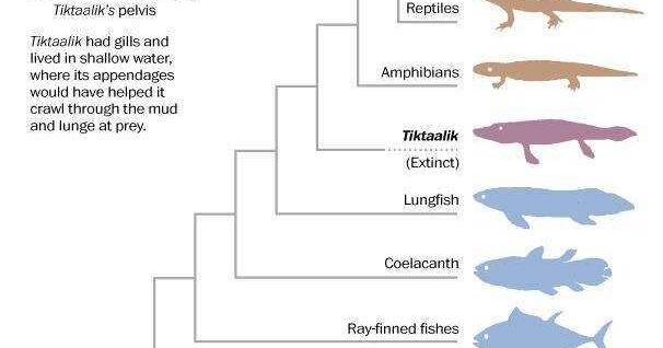 Researchers find the ancient genetic link between fish fins and animal ...