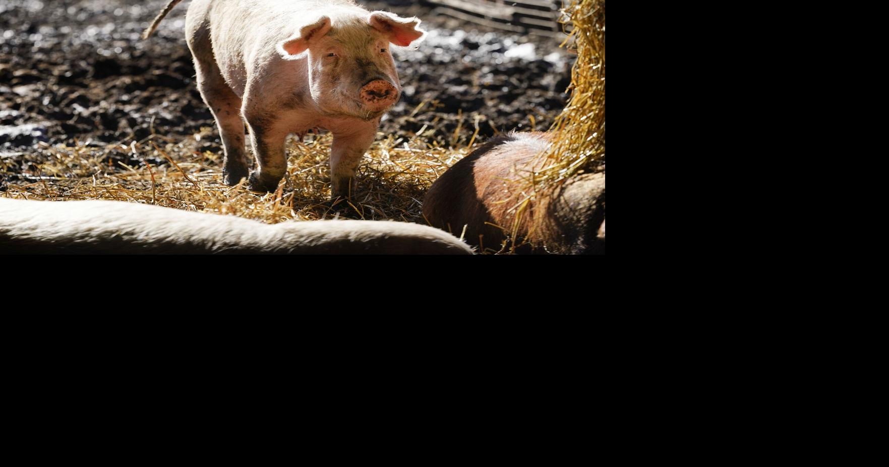 Ashley Hinson is a fighter for Iowa family farmers