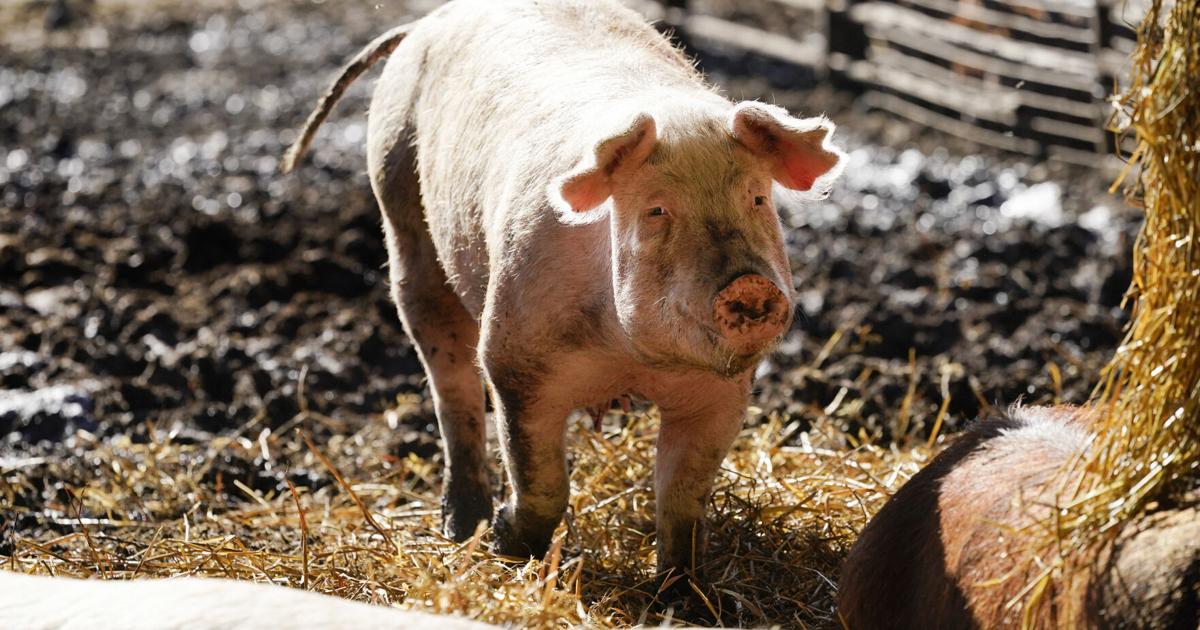 Ashley Hinson is a fighter for Iowa family farmers