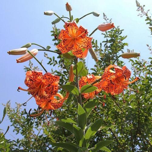 The Iowa Gardener: Friend or foe? When it comes to tiger lilies, it depends  | Lifestyles | thegazette.com