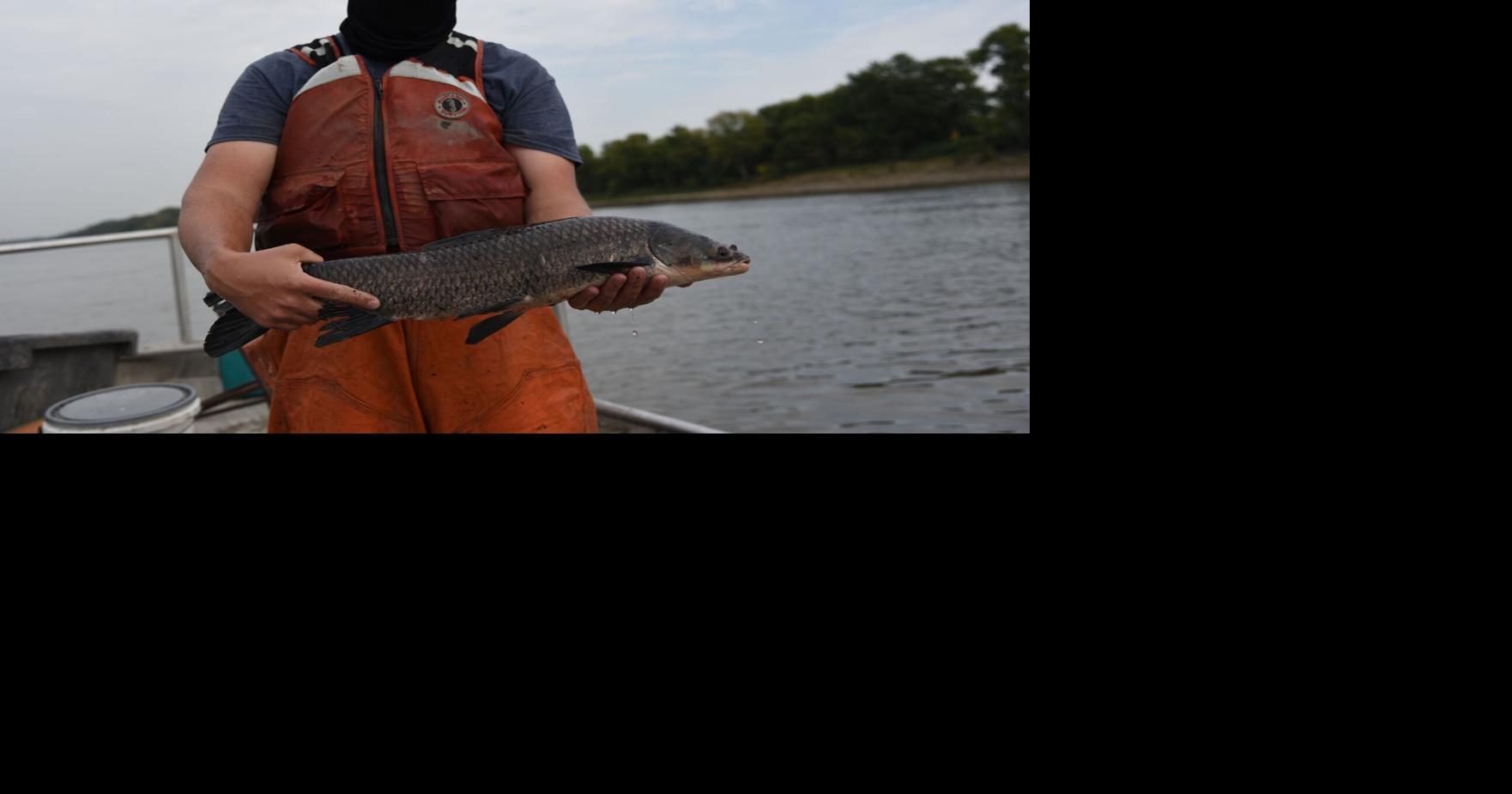 Hundreds of invasive carp caught in Mississippi River on Wisconsin ...