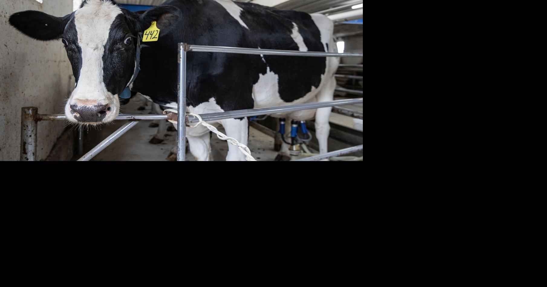 Area dairy farms get nearly $400K