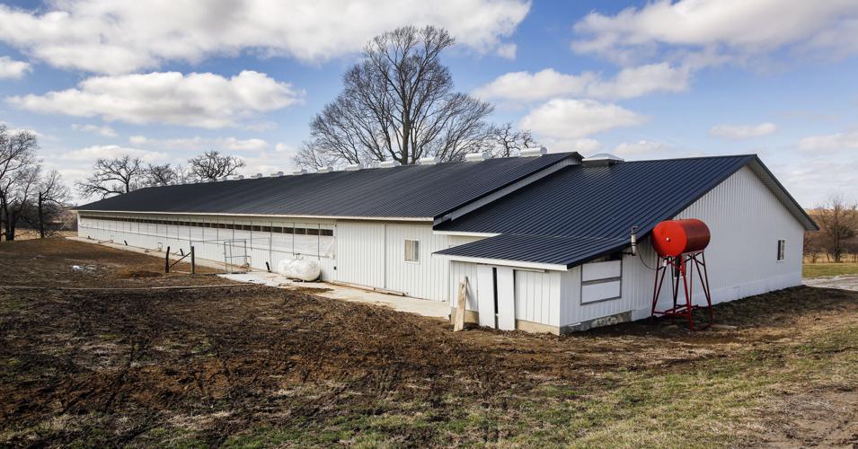 Avian flu from wild birds may pose more risk to free-range chickens ...