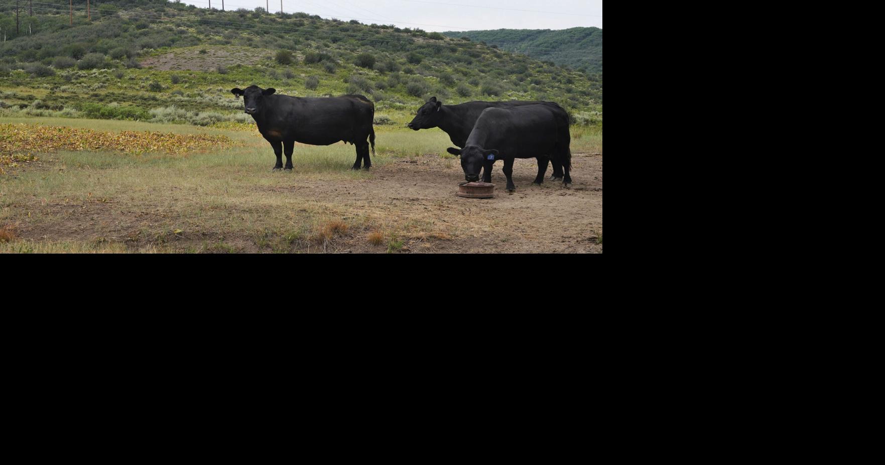 As drought cuts hay crop, cattle ranchers face culling herds ...