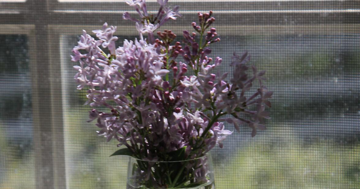 Kurt Ullrich: Lilacs in the dooryard are blooming once again