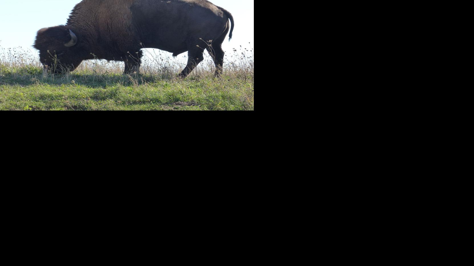 Exploring Neal Smith Wildlife Refuge in Central Iowa | Travel ...