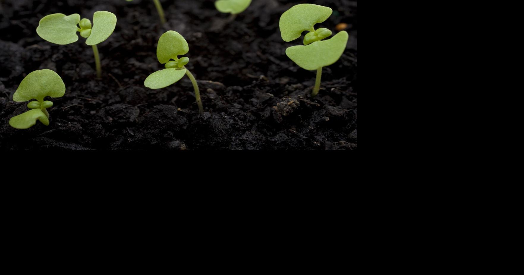 The Iowa Gardener: What to plant and when in Iowa | Lifestyles ...