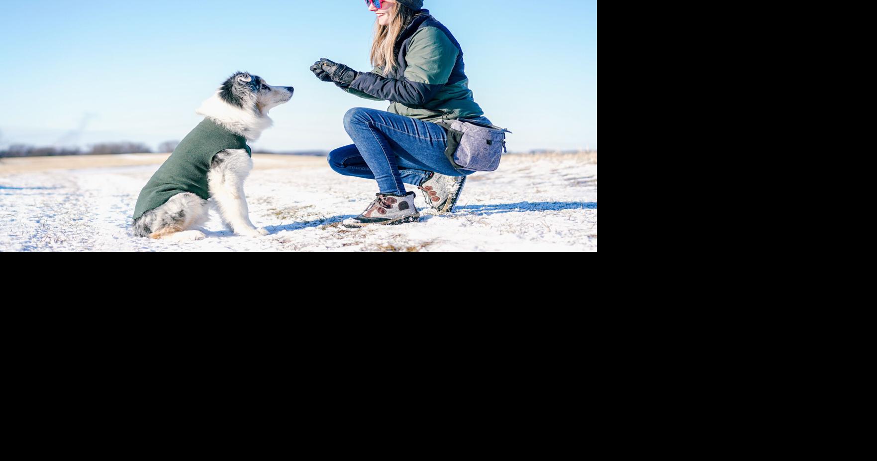 Iowa startup is going to the dogs in the best way possible | Cedar ...