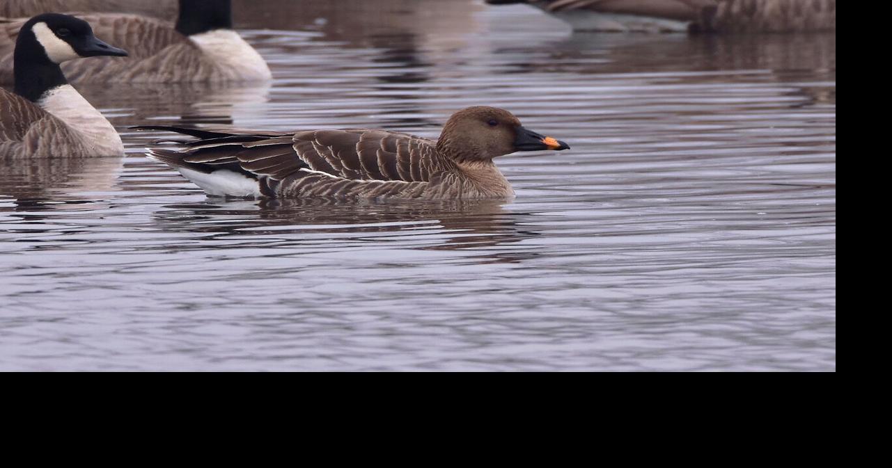 Rare goose makes stop in Iowa | Environmental News, Nature News ...