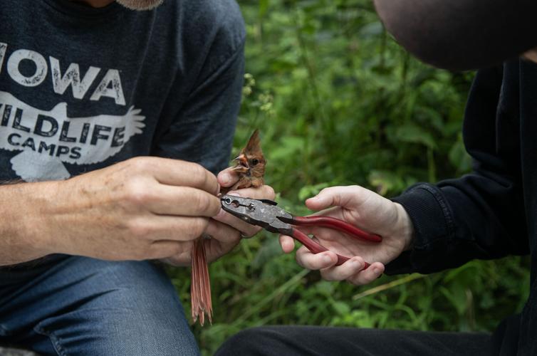 Iowa Raptor Project continues to foster connections to conservation as ...
