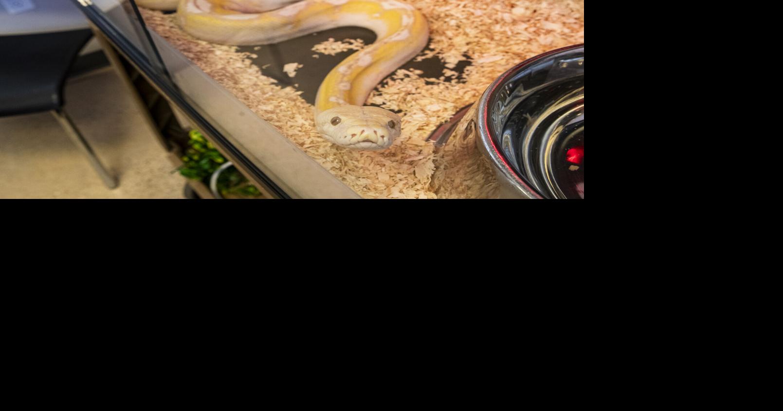 9-foot python found in Cedar Rapids gets new home in Illinois | News ...