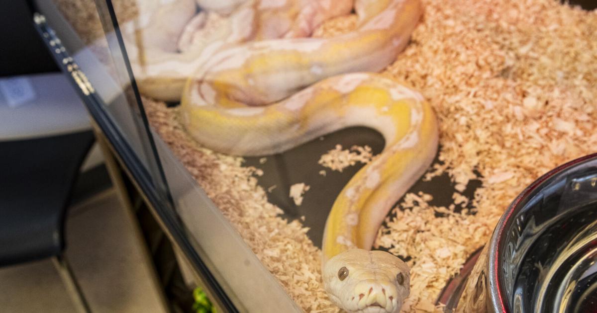 9ft Python 9-foot python found in Cedar Rapids gets new home in Illinois | News ...