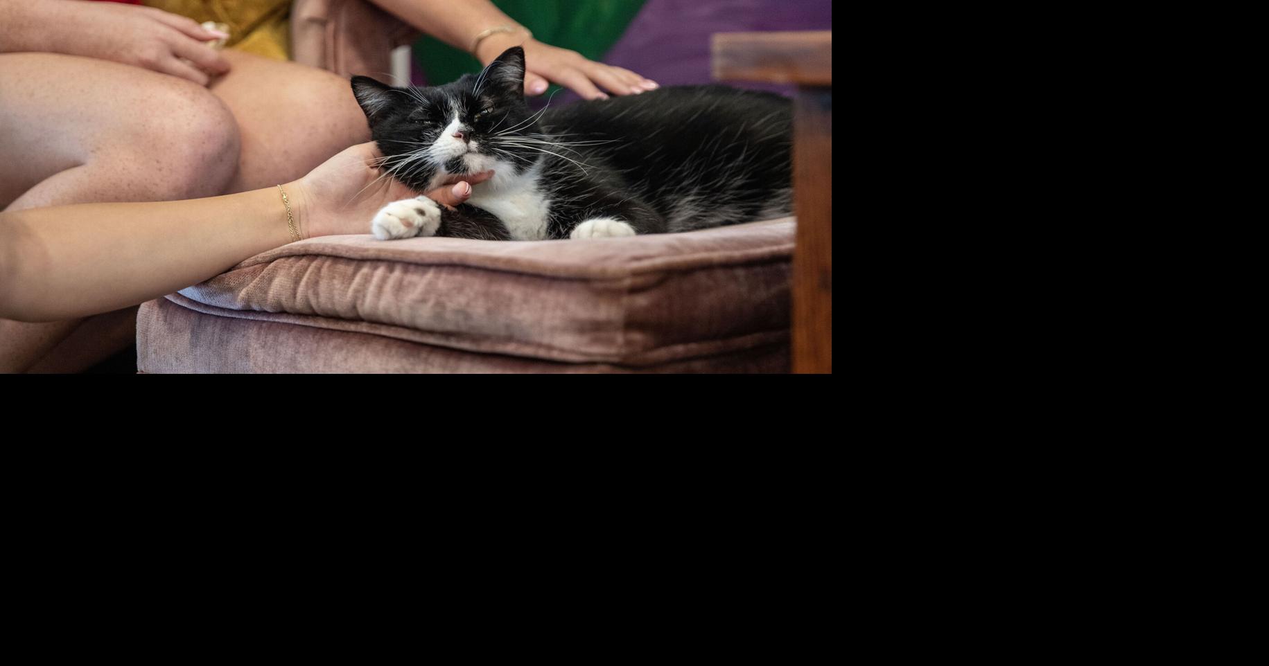 Want biscuits made from “scratch?” Try this cat cafe.