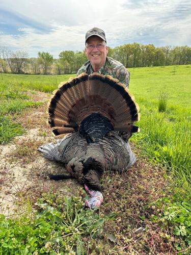 Iowa’s wild turkey population is declining. Researchers are working to ...