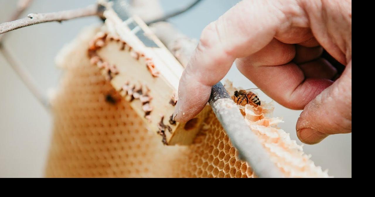 Take part in The Bee Project ‒ it starts at home | Local Government and ...