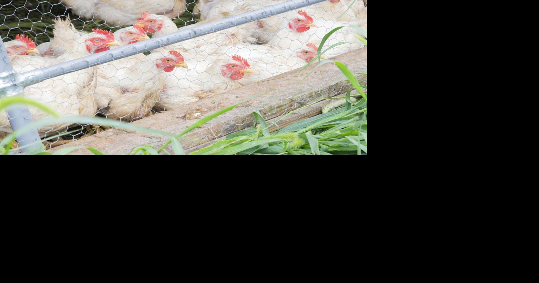 New poultry processor saves time for producers