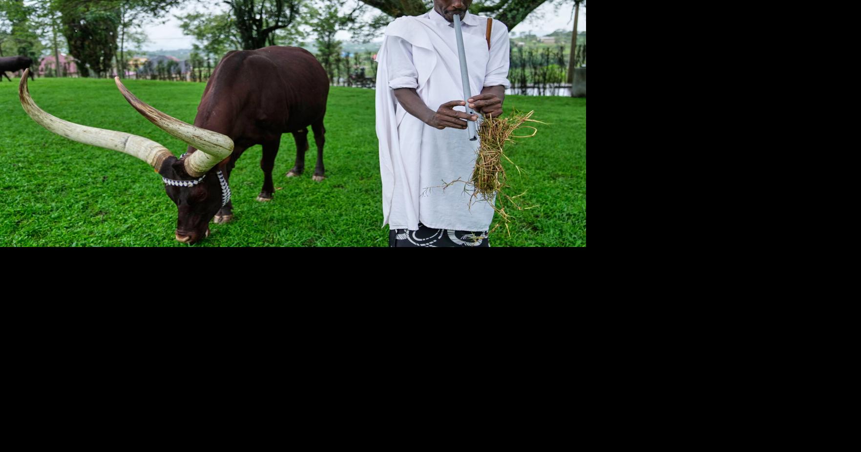 In Rwanda, a royal herd of cattle is treated to poetry and cultural reverence