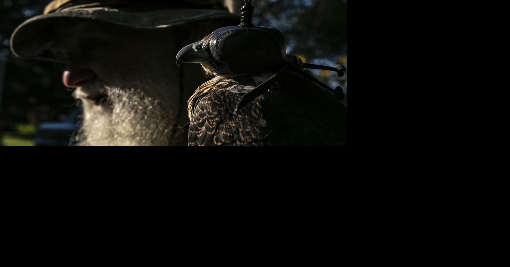 Peregrine falcons, once extremely endangered, now stable in Iowa skies ...