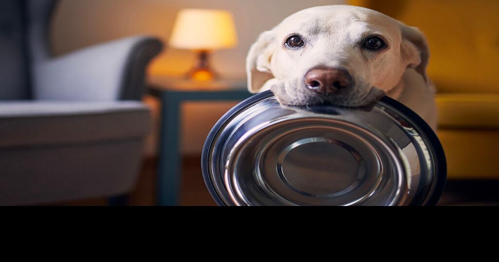 What kind of food should you feed your dog? A nutritionist’s advice | Family