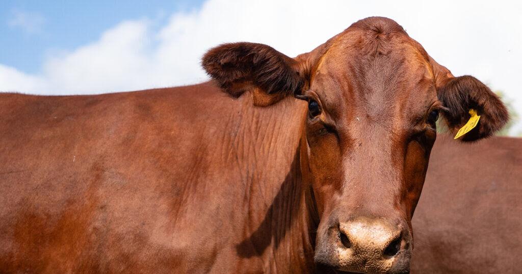 Three livestock skin concerns to watch for this summer