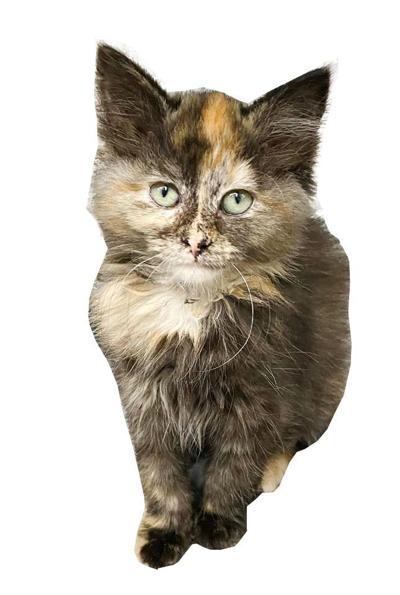 June Is National Adopt A Cat Month News Thehendersonnews Com