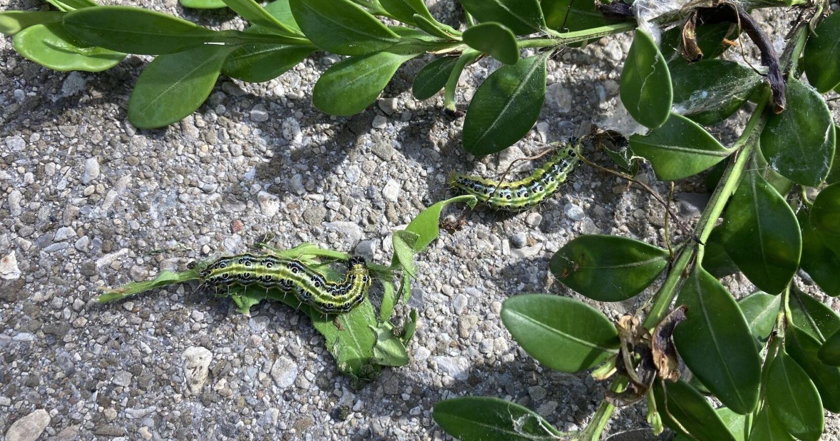What to do if you spot a box tree moth in your garden? - Vimarsana News
