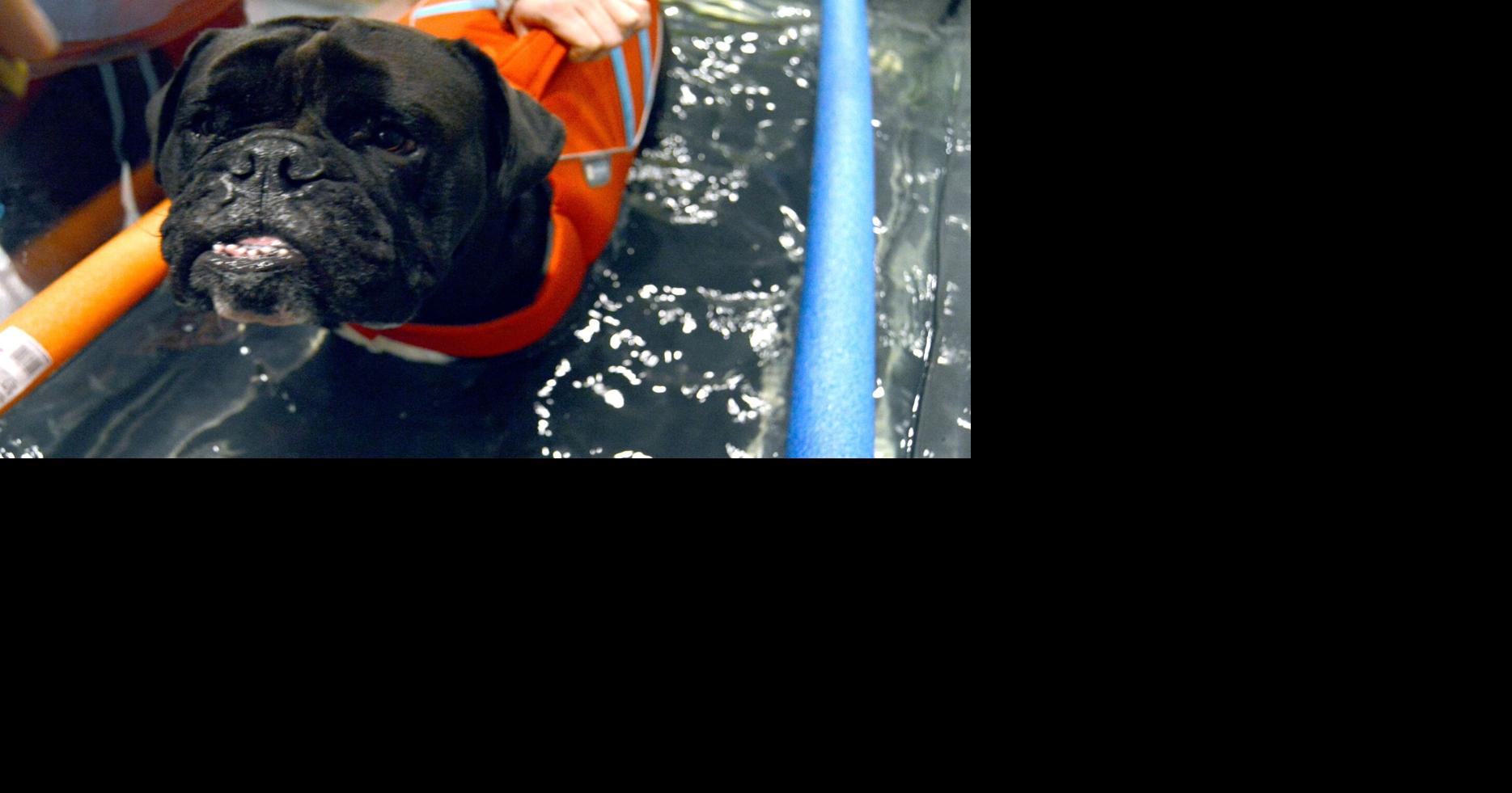 Furry Physio Blue Springs Animal Rehab offers state of the art rehab for animal injuries