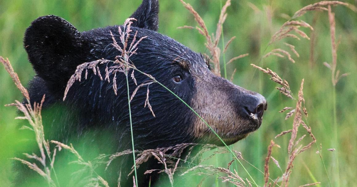 Warm winter means Ontario's bears will end hibernation early - Vimarsana News