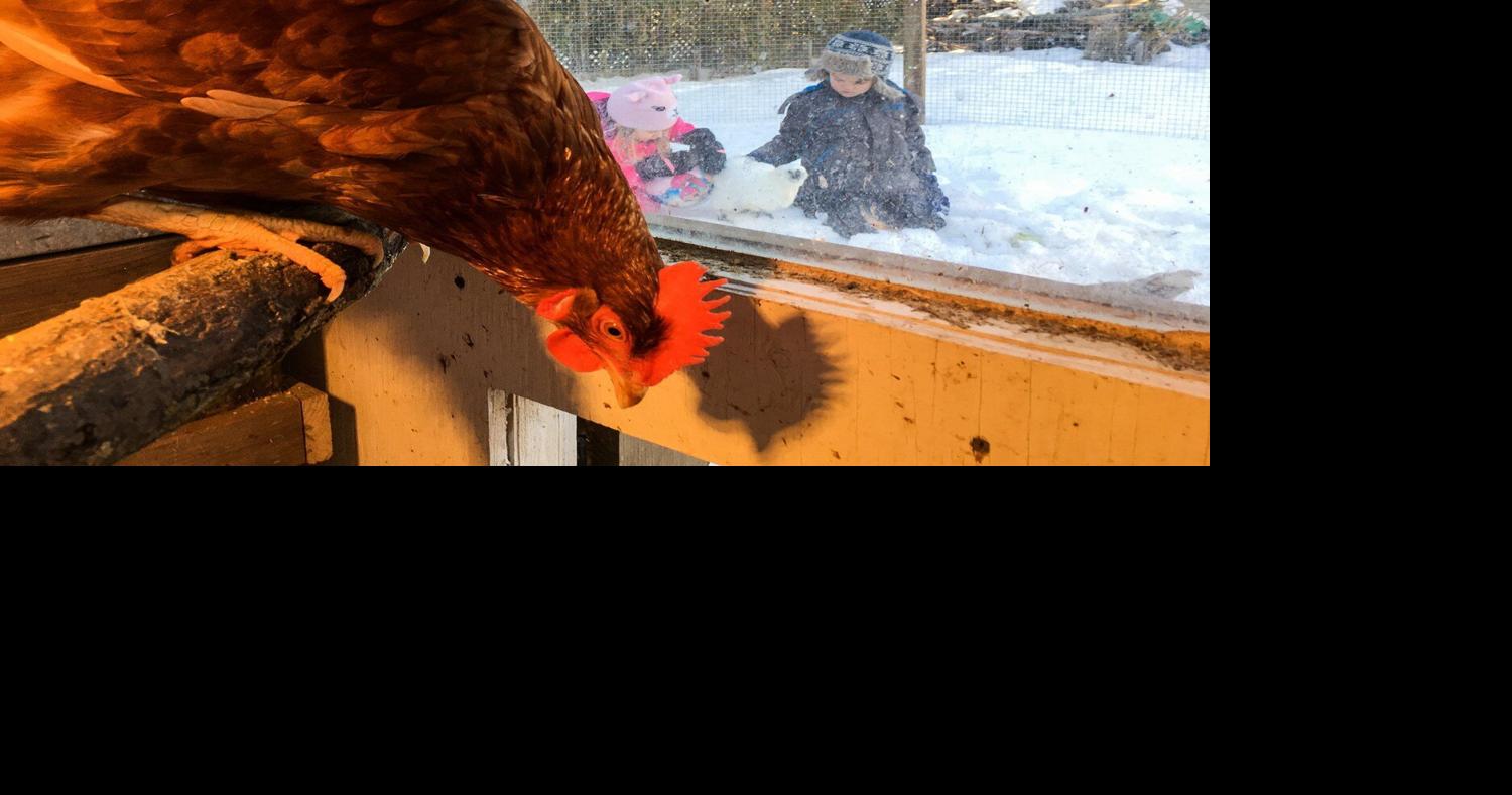 Backyard chicken bylaw still incubating for Town of Halton Hills