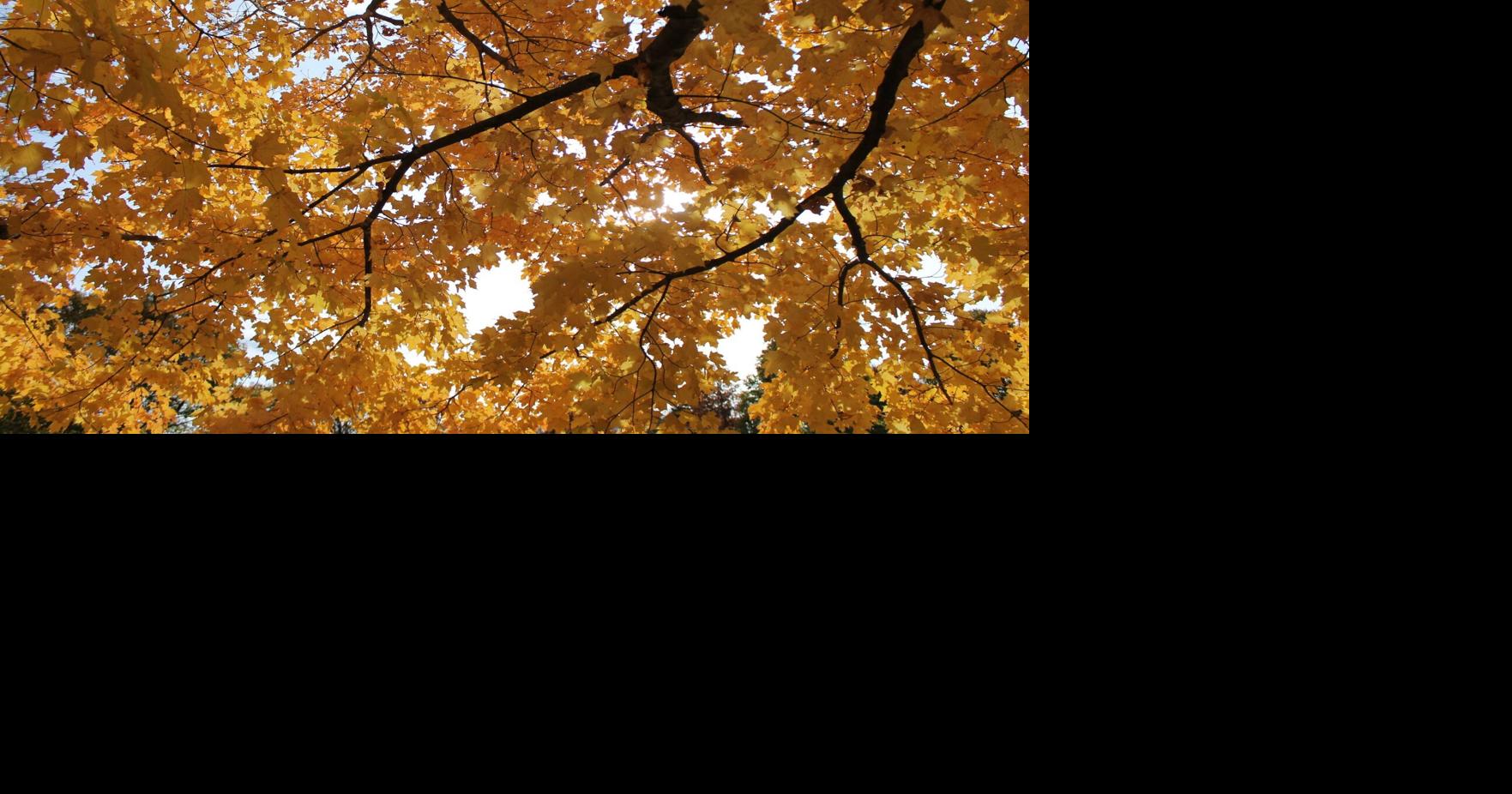 Trees for Halton Hills ramps up spring effort toward 65K tree goal