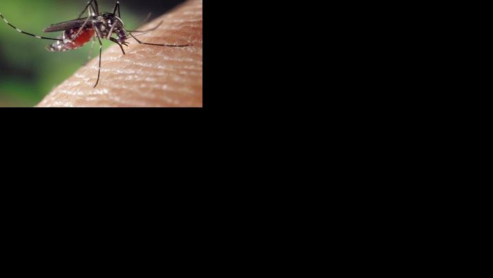 Mosquitoes with West Nile virus confirmed in Halton — 4 things to know