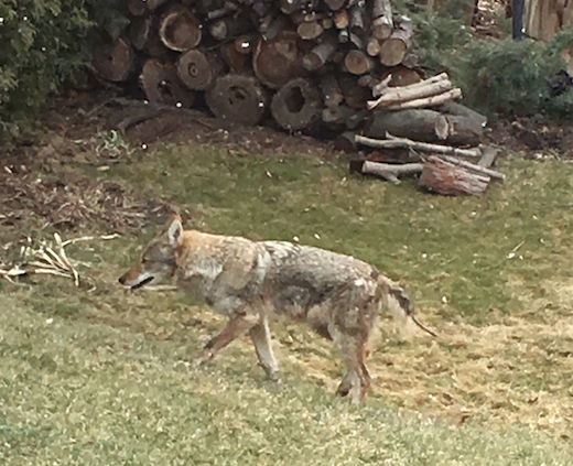 Two coywolves spotted in Georgetown