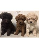 APRI Miniature poodle pups, m/