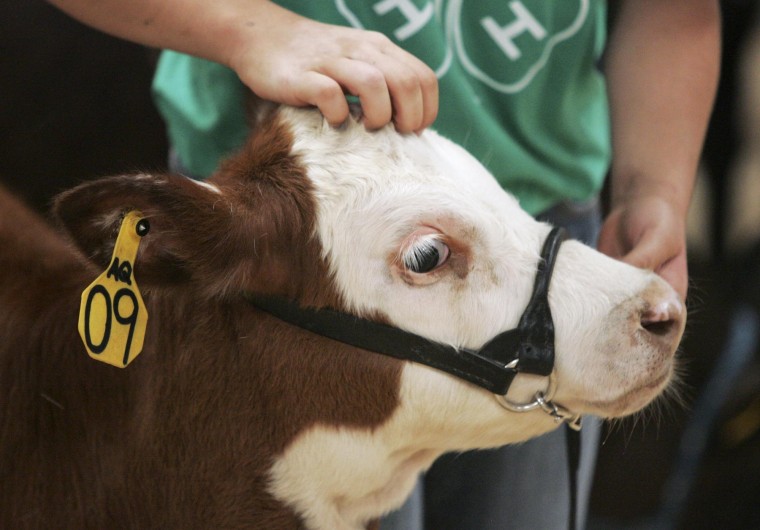 4-H Bucket Calf Show brings out the best in youths | Grand Island Local ...