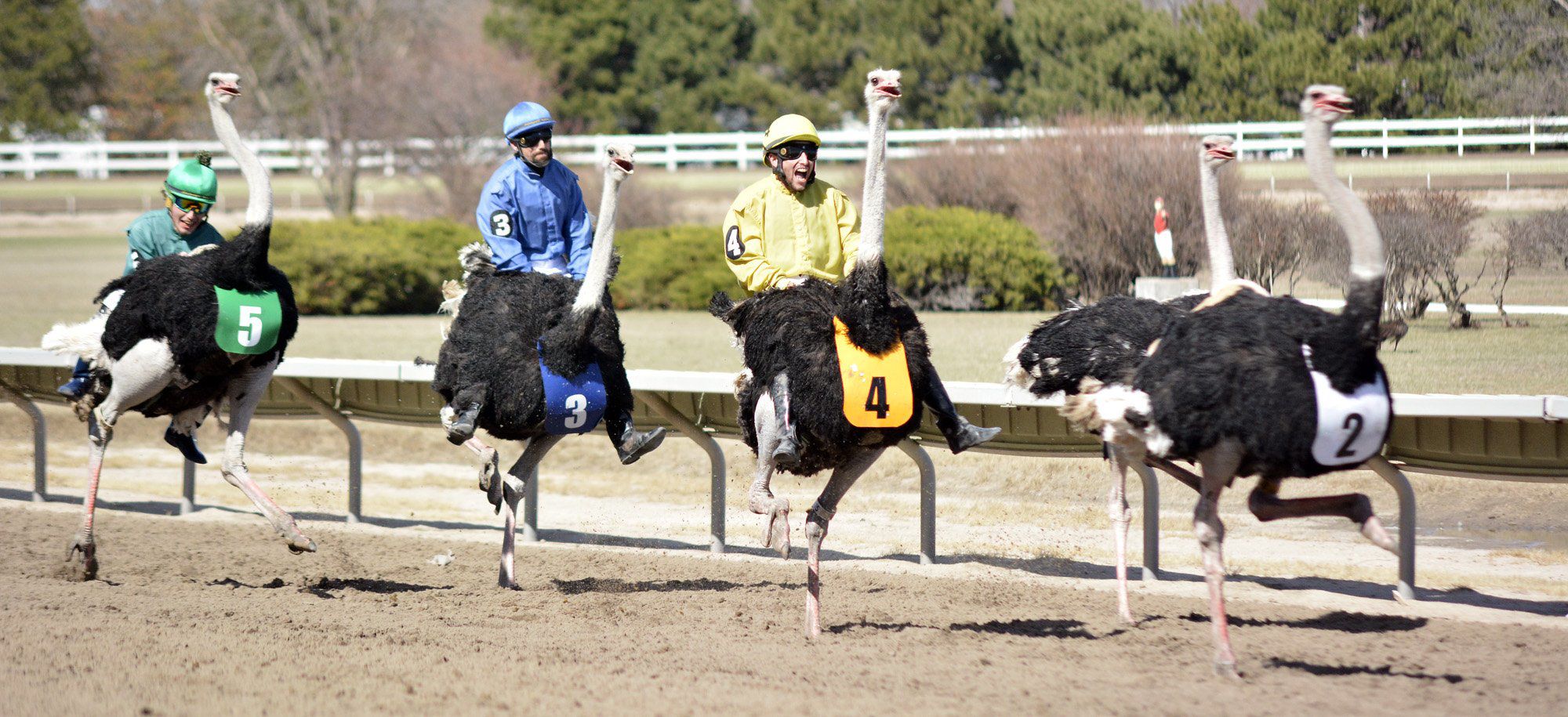 Some 'controversy' surrounds finish of ostrich race at Fonner