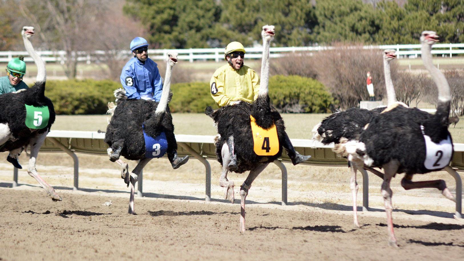 Some 'controversy' surrounds finish of ostrich race at Fonner | Fonner Park | theindependent.com