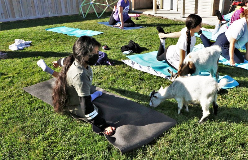 Goat yoga - Success Academy