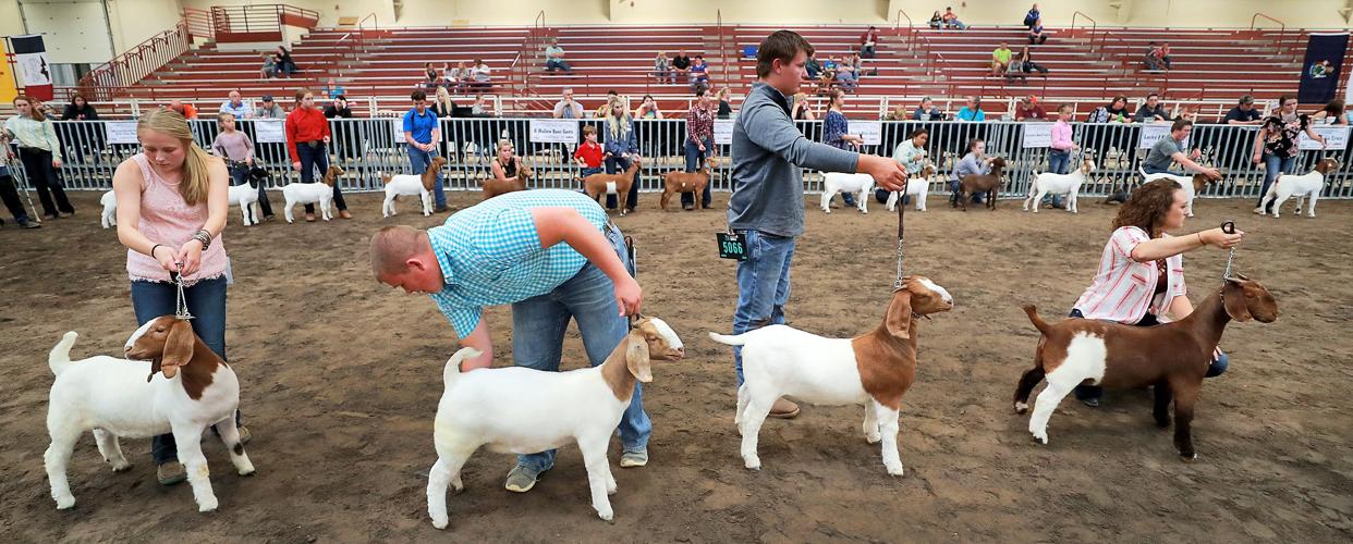 Youths from across U.S. showing Boer goats in Grand Island