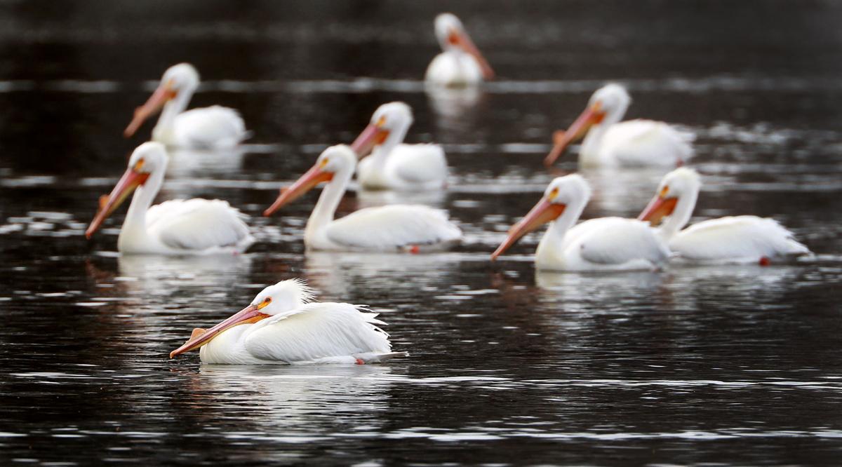 Pelican Migration Is Peaking Through Central Nebraska Local News