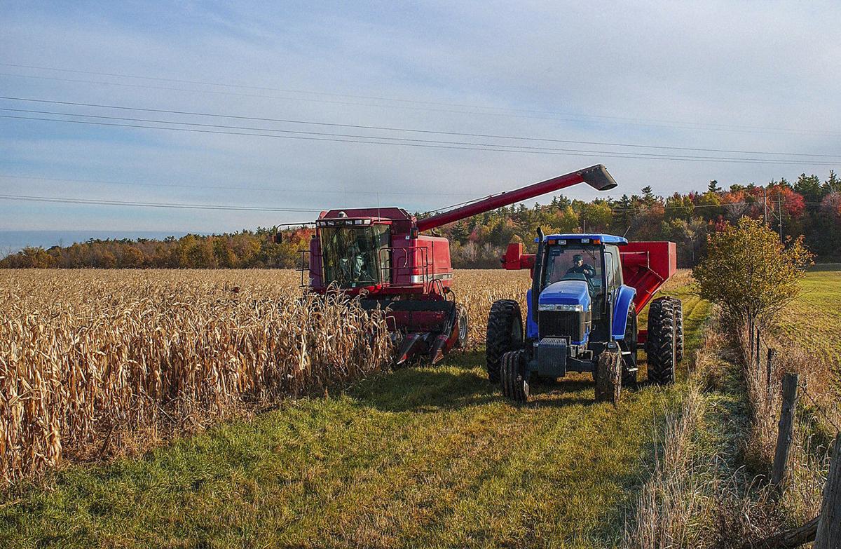 Harvest_corn_2020