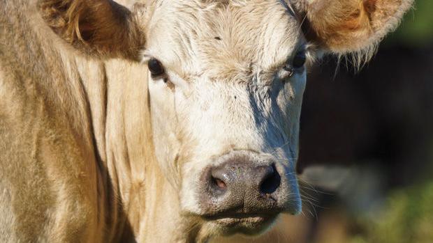 Jbs Grand Island Facility Operating At Full Capacity